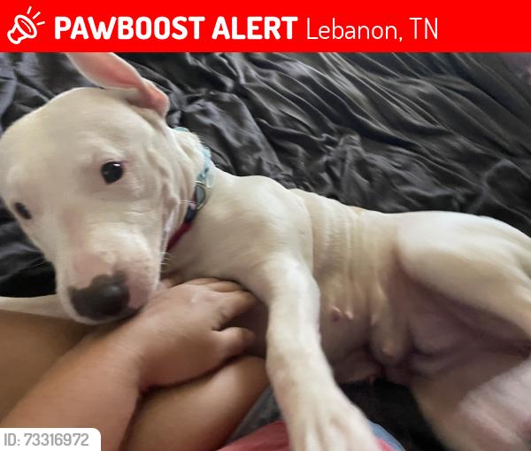 Lost Female Dog last seen Hartsville, Tennessee, Lebanon, TN 37087