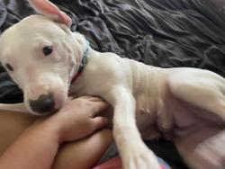 Lost Female Dog last seen Hartsville, Tennessee, Lebanon, TN 37087