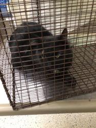 Shelter Stray Female Cat last seen CUCHARA ST AND GRANADA RD, 12155 Park Blvd, Brighton, CO 80601, USA