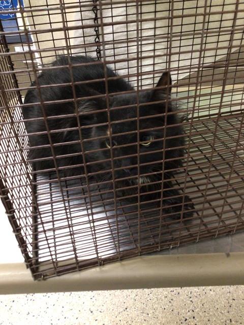 Shelter Stray Female Cat last seen CUCHARA ST AND GRANADA RD, 12155 Park Blvd, Brighton, CO 80601, USA