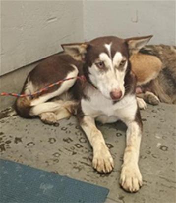 Shelter Stray Female Dog last seen , 600 Aviation Dr, Camarillo, CA 93010, USA