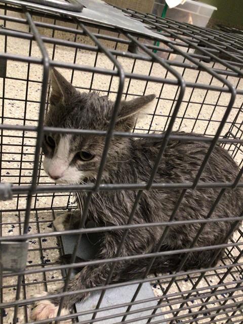 Shelter Stray Unknown Cat last seen ASPEN AVE/ELBERT ST, 12155 Park Blvd, Brighton, CO 80601, USA