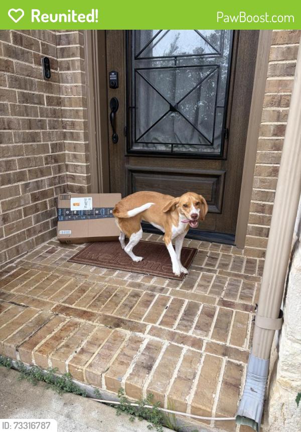 Reunited Male Dog last seen Magnolia creek, League City, TX 77573