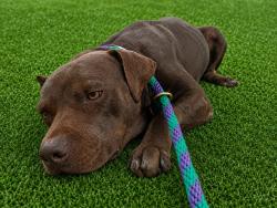 Shelter Stray Female Dog last seen , 5210 W Ave I, Lancaster, CA 93536, USA