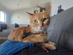 Reunited Female Cat last seen Coleman St & McKeller St, Tooele, UT 84074