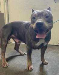 Shelter Stray Male Dog last seen ARDEN WAY & EXPOSITION BLVD, 2127 Front St, Sacramento, CA 95818, USA