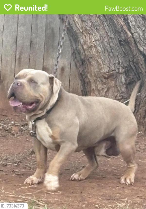 Reunited Male Dog last seen 63rd, Oklahoma City, OK 73132