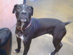 Shelter Stray Male Dog last seen SUE PAM DR/GRANT AVE, CARMICHAEL CA 95608, 3839 Bradshaw Rd, Sacramento, CA 95827, USA