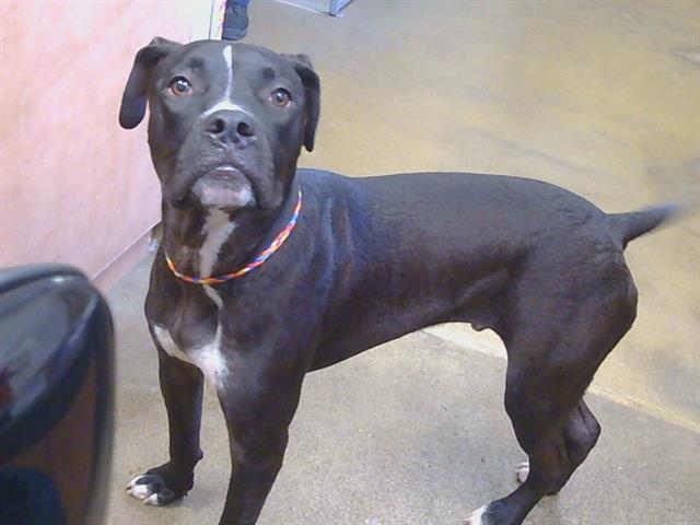 Shelter Stray Male Dog last seen SUE PAM DR/GRANT AVE, CARMICHAEL CA 95608, 3839 Bradshaw Rd, Sacramento, CA 95827, USA