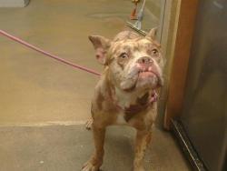 Shelter Stray Male Dog last seen , 3839 Bradshaw Rd, Sacramento, CA 95827, USA