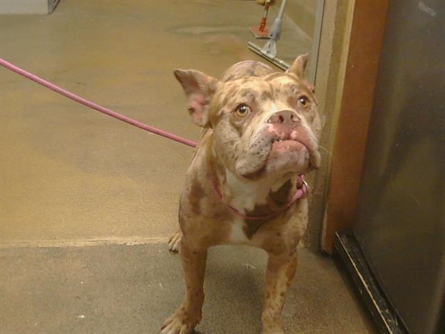 Shelter Stray Male Dog last seen , 3839 Bradshaw Rd, Sacramento, CA 95827, USA