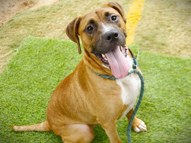 Shelter Stray Male Dog last seen Near BLOCK ROAD TO THE LAKE, TALLAHASSEE FL 32317, 1125 Easterwood Dr, Tallahassee, FL 32311, USA