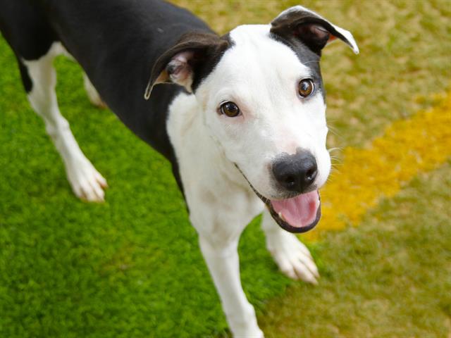 Shelter Stray Female Dog last seen TOM ROBERTS RD, TALLAHASSEE FL 32305, 1125 Easterwood Dr, Tallahassee, FL 32311, USA