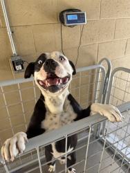 Shelter Stray Male Dog last seen Near BLK KARMA CT BAKERSFIELD,CA, 201 S Mt Vernon Ave, Bakersfield, CA 93307, USA