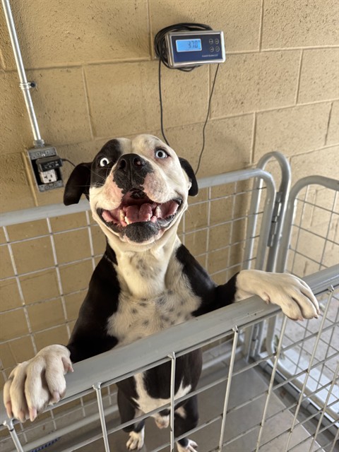 Shelter Stray Male Dog last seen Near BLK KARMA CT BAKERSFIELD,CA, 201 S Mt Vernon Ave, Bakersfield, CA 93307, USA