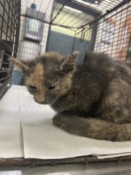 Shelter Stray Female Cat last seen Near BLOCK SW 118 PL, 3599 NW 79th Ave, Doral, FL 33122, USA