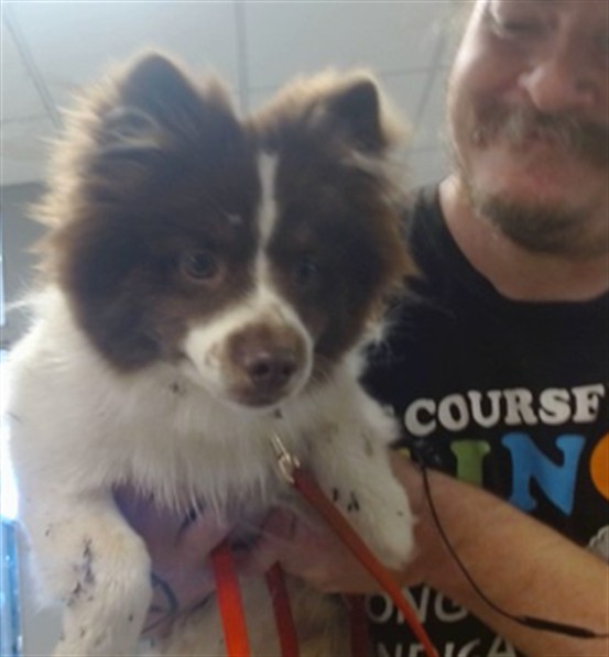 Shelter Stray Male Dog last seen 39TH/N MERIDIAN, 2811 SE 29th St, Oklahoma City, OK 73129, USA