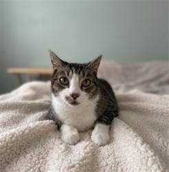 Shelter Stray Male Cat last seen , 957 N Gaffey St, San Pedro, CA 90731, USA