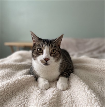 Shelter Stray Male Cat last seen , 957 N Gaffey St, San Pedro, CA 90731, USA