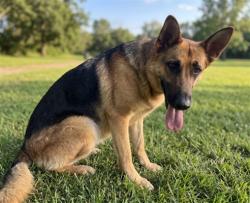 Shelter Stray Female Dog last seen , 957 N Gaffey St, San Pedro, CA 90731, USA