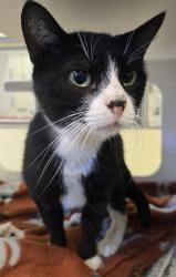 Shelter Stray Male Cat last seen Near BLOCK HAVITURE WAY, HEMET, CA, 581 S Grand Ave, San Jacinto, CA 92582, USA