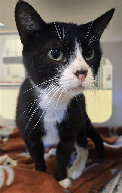 Shelter Stray Male Cat last seen Near BLOCK HAVITURE WAY, HEMET, CA, 581 S Grand Ave, San Jacinto, CA 92582, USA