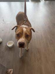 Shelter Stray Female Dog last seen E PELTASON DR/CAMPUS DR, 92616, 6443 Oak Canyon, Irvine, CA 92618, USA