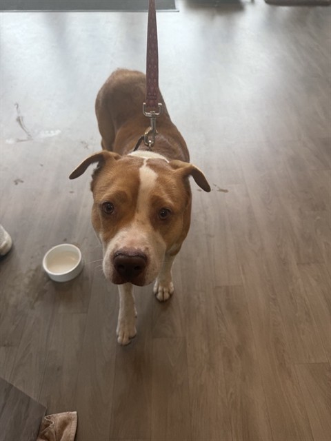 Shelter Stray Female Dog last seen E PELTASON DR/CAMPUS DR, 92616, 6443 Oak Canyon, Irvine, CA 92618, USA