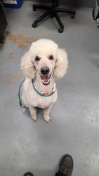 Shelter Stray Female Dog last seen CONFINED ON KINGSWAY, 2600 NE Perry Ave, Peoria, IL 61603, USA