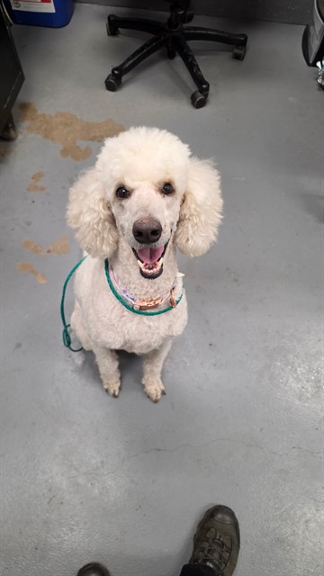Shelter Stray Female Dog last seen CONFINED ON KINGSWAY, 2600 NE Perry Ave, Peoria, IL 61603, USA