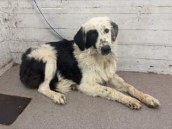 Shelter Stray Female Dog last seen 2ND ST X G ST, 333 Chandler Pl, San Bernardino, CA 92408, USA