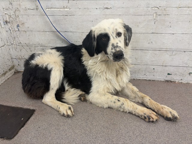 Shelter Stray Female Dog last seen 2ND ST X G ST, 333 Chandler Pl, San Bernardino, CA 92408, USA