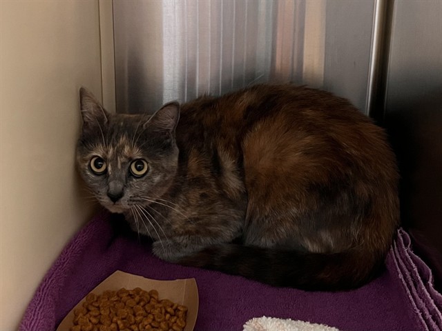 Shelter Stray Female Cat last seen Near BLOCK SHADOW RIDGE GRV, COLORADO SPRINGS CO 80918, 610 Abbot Ln, Colorado Springs, CO 80905, USA