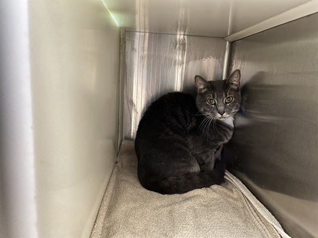 Shelter Stray Male Cat last seen Near BLOCK SHADOW RIDGE GRV, COLORADO SPRINGS CO 80918, 610 Abbot Ln, Colorado Springs, CO 80905, USA