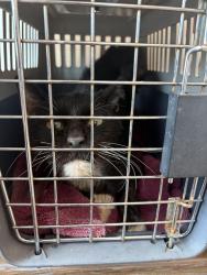 Shelter Stray Unknown Cat last seen Near BLOCK MCLAUGHLIN RD, PEYTON CO 80831, 610 Abbot Ln, Colorado Springs, CO 80905, USA