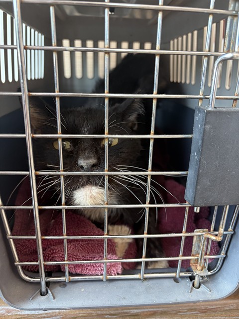 Shelter Stray Unknown Cat last seen Near BLOCK MCLAUGHLIN RD, PEYTON CO 80831, 610 Abbot Ln, Colorado Springs, CO 80905, USA