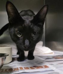 Shelter Stray Male Cat last seen , 11361 W Pico Blvd, Los Angeles, CA 90064, USA