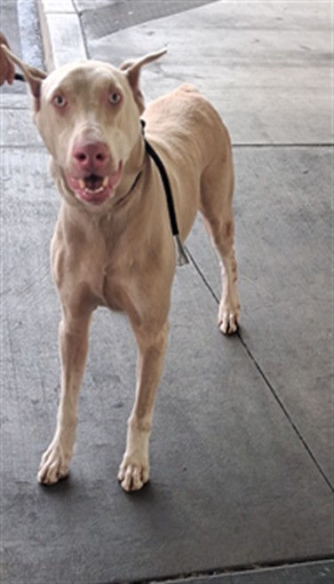 Shelter Stray Male Dog last seen , 1850 W 60th St, Los Angeles, CA 90047, USA