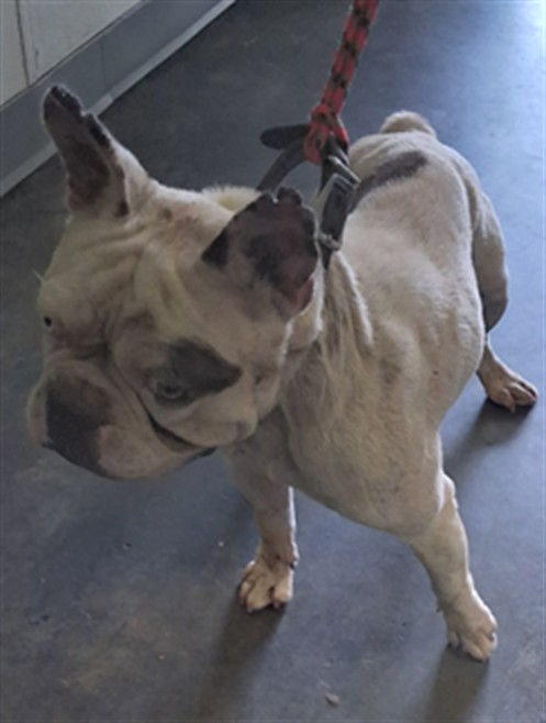 Shelter Stray Male Dog last seen , 1850 W 60th St, Los Angeles, CA 90047, USA