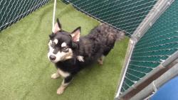 Shelter Stray Female Dog last seen , 11258 Garfield Ave, Downey, CA 90242, USA