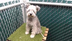 Shelter Stray Female Dog last seen , 11258 Garfield Ave, Downey, CA 90242, USA