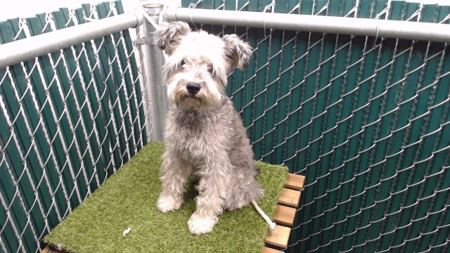 Shelter Stray Female Dog last seen , 11258 Garfield Ave, Downey, CA 90242, USA