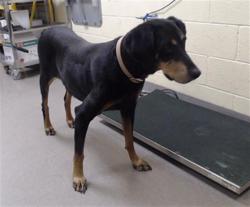 Shelter Stray Male Dog last seen Near BLOCK N PERRY ST, DENVER CO 80204, 1241 W Bayaud Ave, Denver, CO 80223, USA