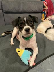 Shelter Stray Female Dog last seen Near BLOCK E OLMSTED PL, DENVER CO 80239, 1241 W Bayaud Ave, Denver, CO 80223, USA