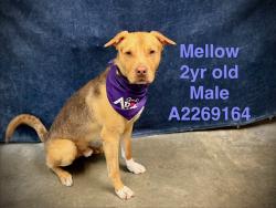 Shelter Stray Male Dog last seen , West Valley Animal Shelter, 20655 Plummer St, Chatsworth, CA 91311, USA