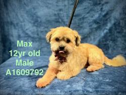 Shelter Stray Male Dog last seen , West Valley Animal Shelter, 20655 Plummer St, Chatsworth, CA 91311, USA