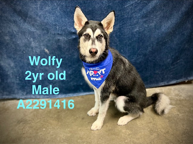 Shelter Stray Male Dog last seen , West Valley Animal Shelter, 20655 Plummer St, Chatsworth, CA 91311, USA