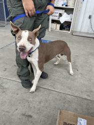 Shelter Stray Male Dog last seen Near BLOCK HAYSLETT AVE, BAKERSFIELD CA 93307, 3951 Fruitvale Ave, Bakersfield, CA 93308, USA