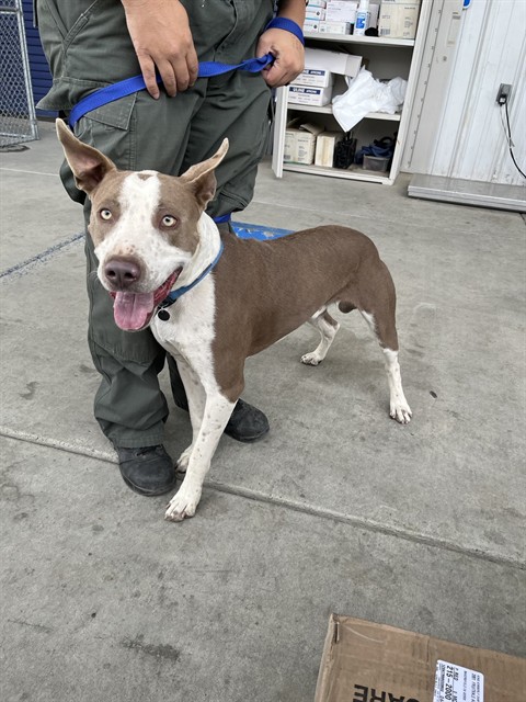 Shelter Stray Male Dog last seen Near BLOCK HAYSLETT AVE, BAKERSFIELD CA 93307, 3951 Fruitvale Ave, Bakersfield, CA 93308, USA
