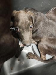 Shelter Stray Female Dog last seen Near BLOCK REDBANK RD, BAKERSFIELD CA 93307, 3951 Fruitvale Ave, Bakersfield, CA 93308, USA